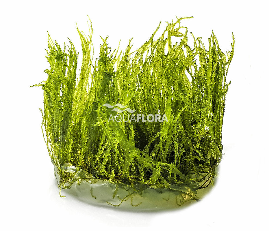 Taxiphyllum alternans (Taiwan moss)