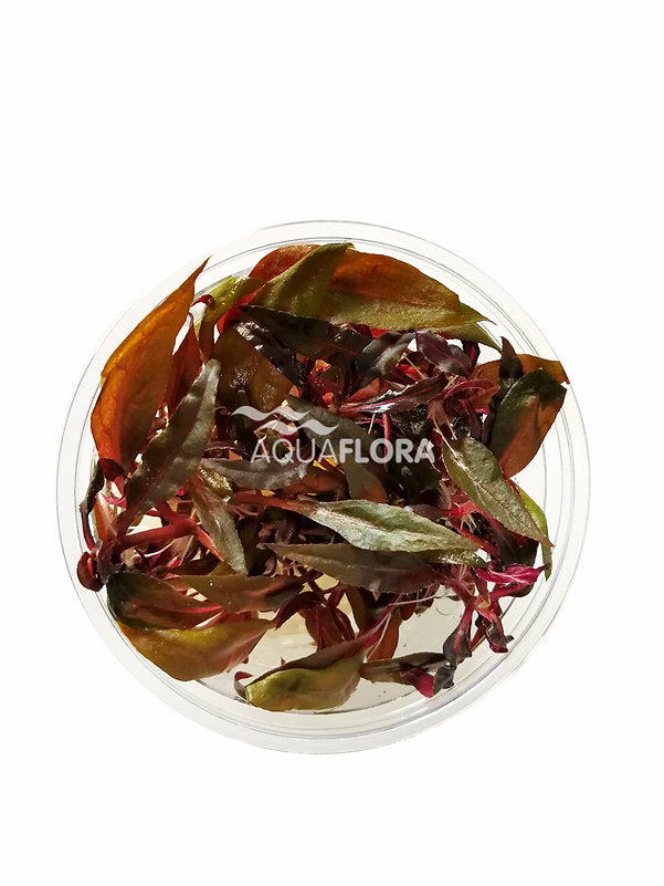 Alternanthera reineckii 'Pink Aquaflora invitro