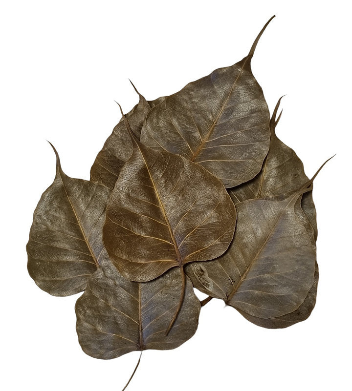 Peepal Blätter 10 Stück