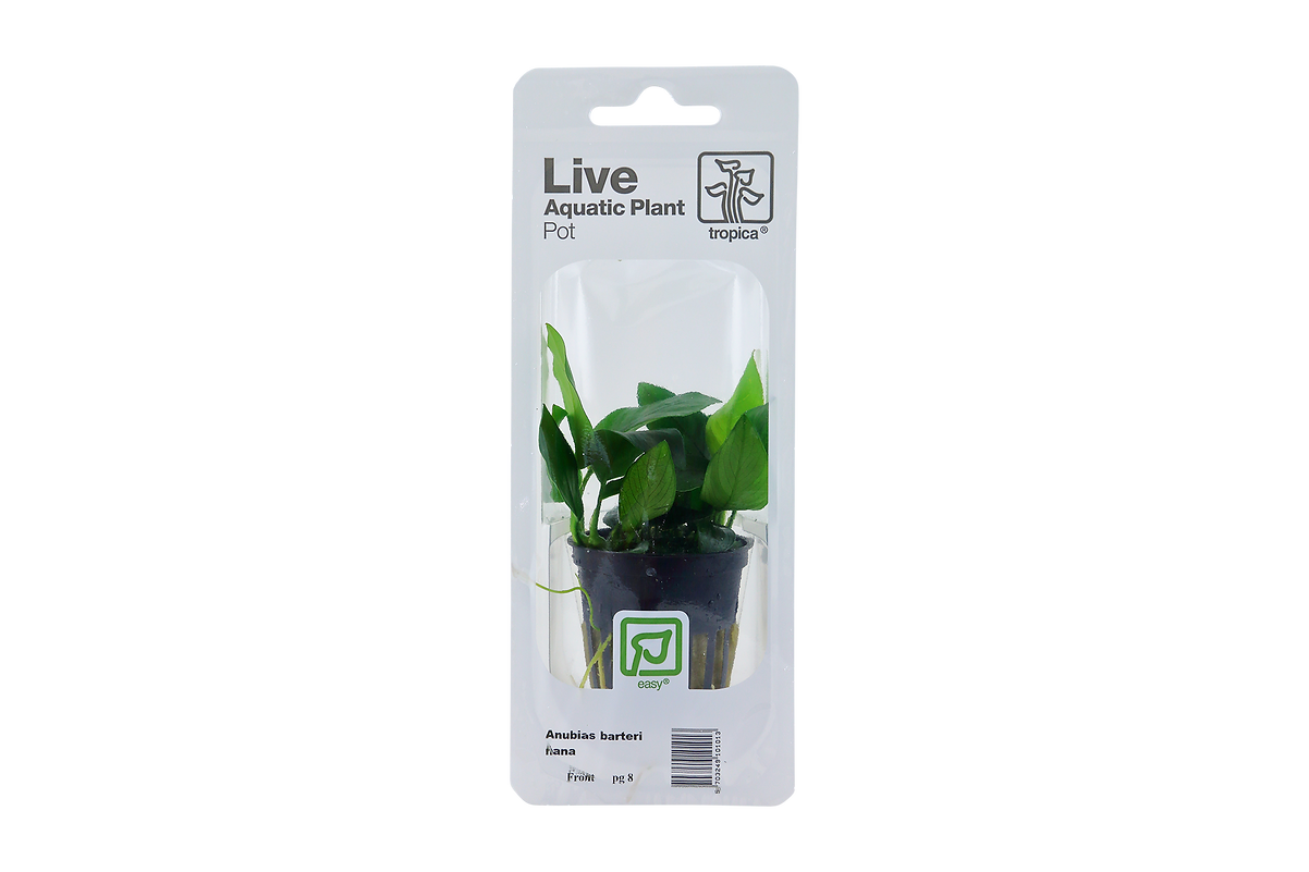 Anubias barteri nana Topf in Einzelverpackung
