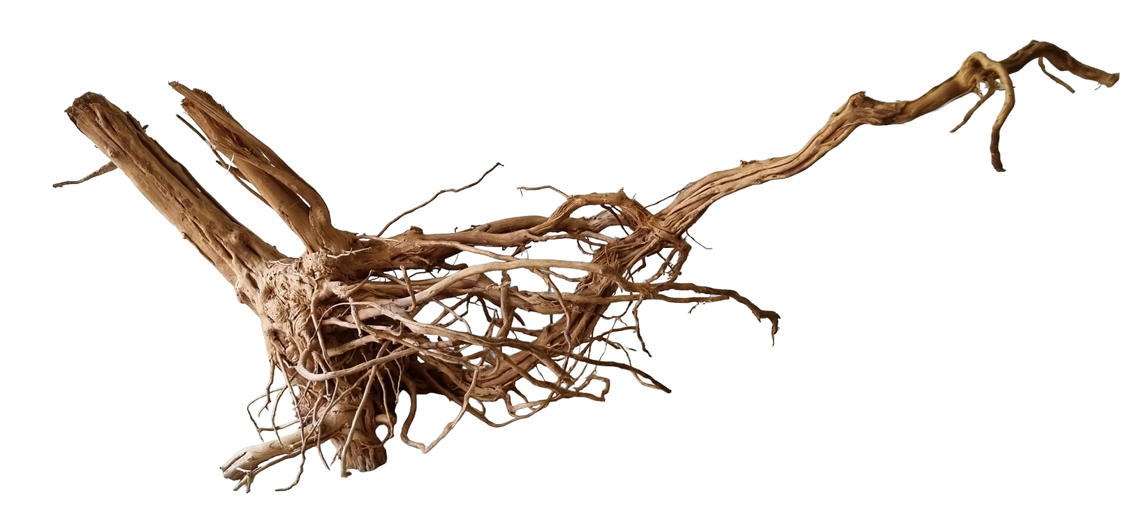 Dragon Wood / Curl Wood Wurzel323