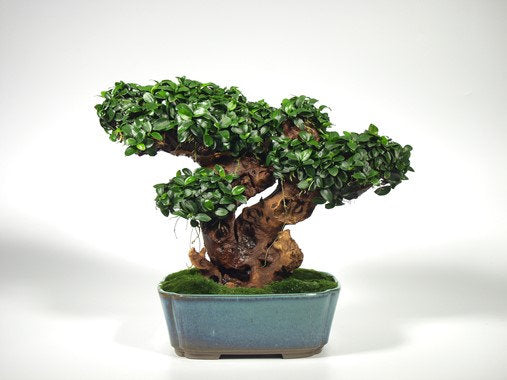 Anubias nana 'Bonsai'
