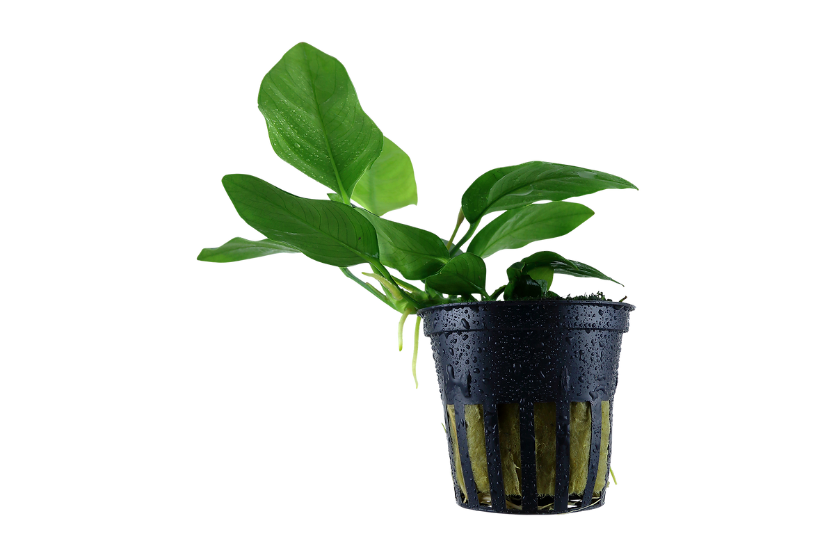 Anubias barteri nana Topf in Einzelverpackung