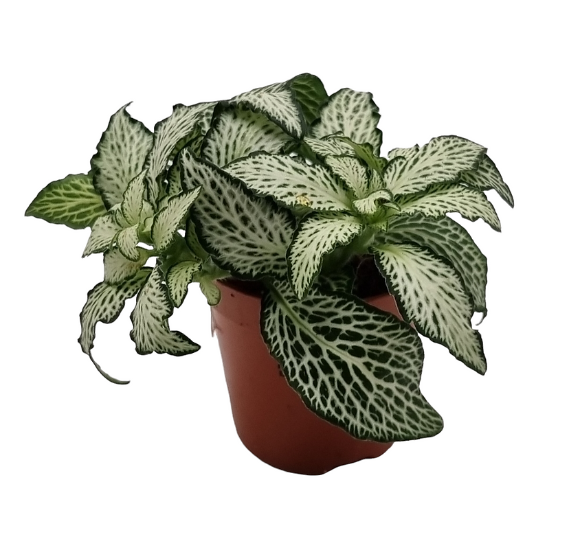 Fittonia weiß im 5cm DM Topf