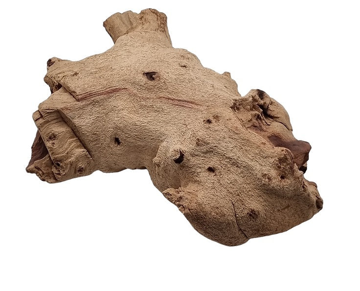 Mopani Wurzel Nr.37