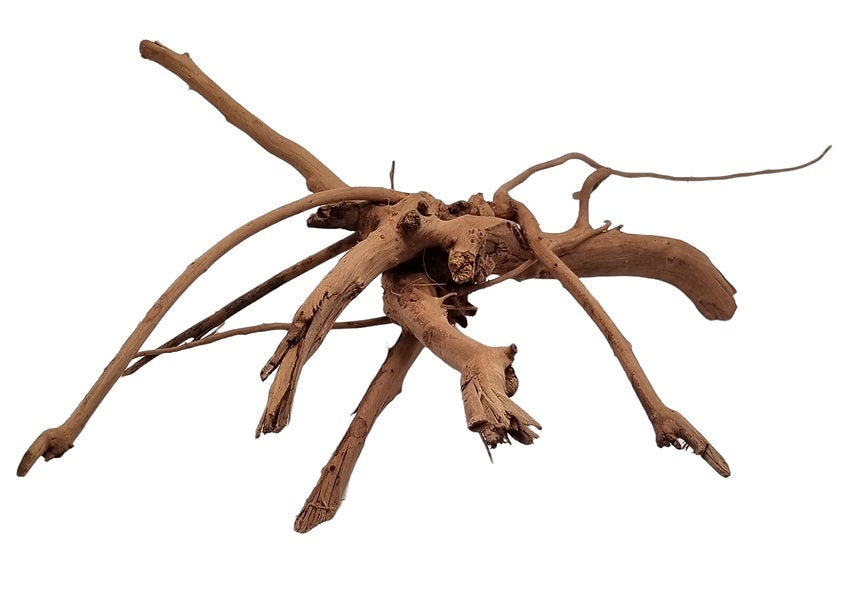 Rote Moorwurzel / Fingerwurzel Größe M Nr.97