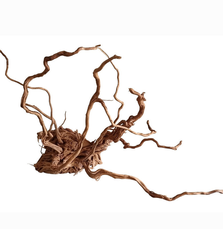 Dragon Wood / Curl Wood Wurzel327