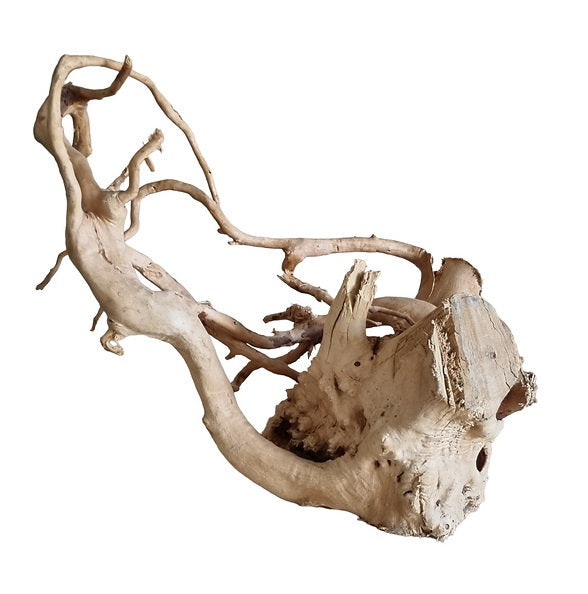 Rote Moorwurzel / Fingerwurzel Größe L Nr.100