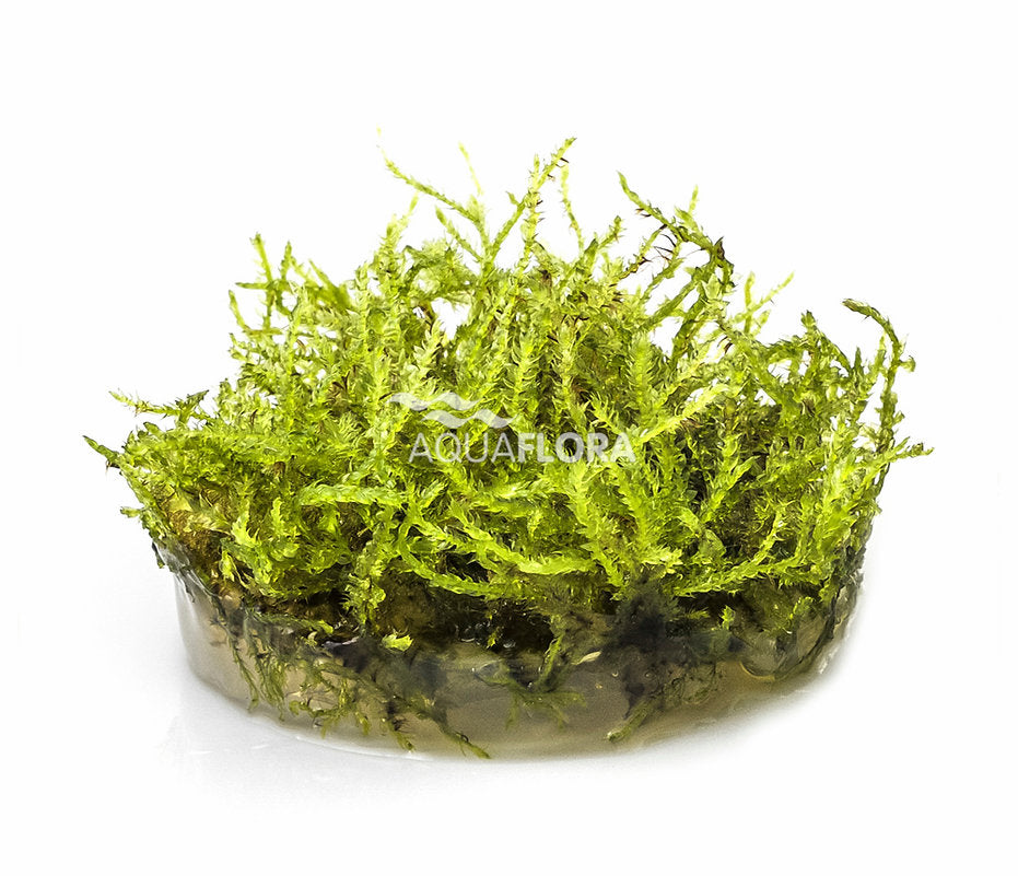 Vesicularia montagnei 'Christmas'