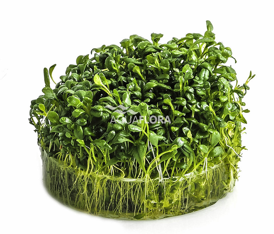 Glossostigma elatinoides