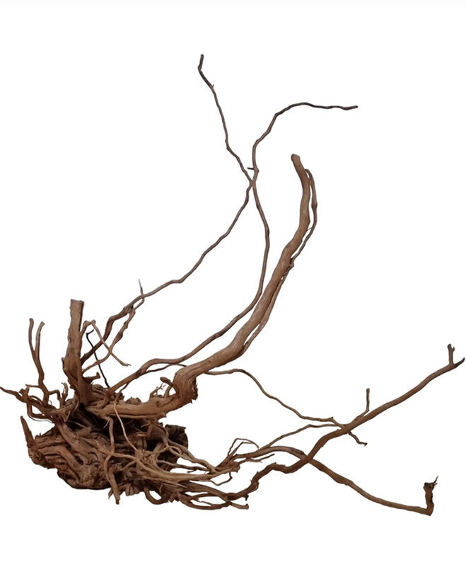 Dragon Wood / Curl Wood Wurzel329