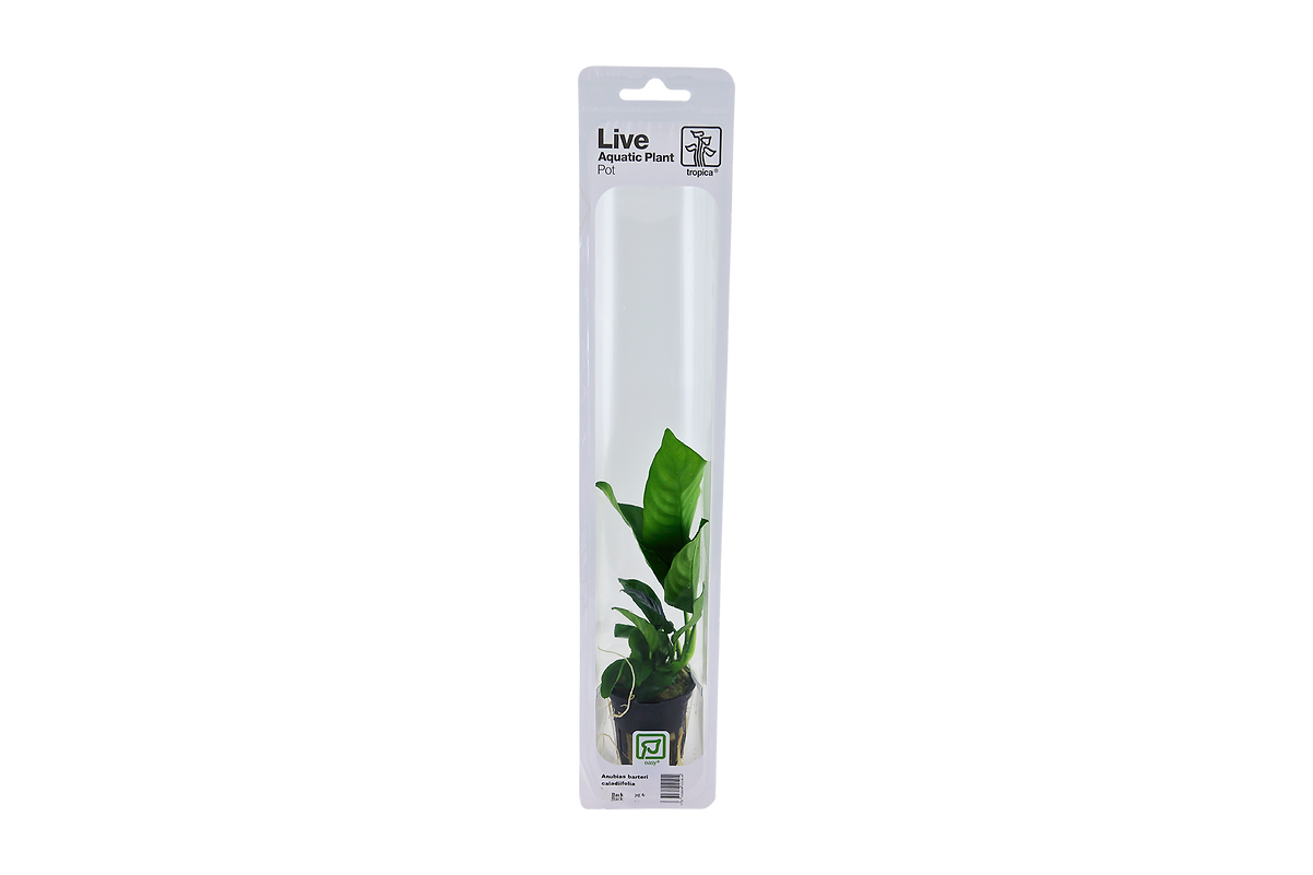 Anubias barteri caladiifolia Topf in Einzelverpackung