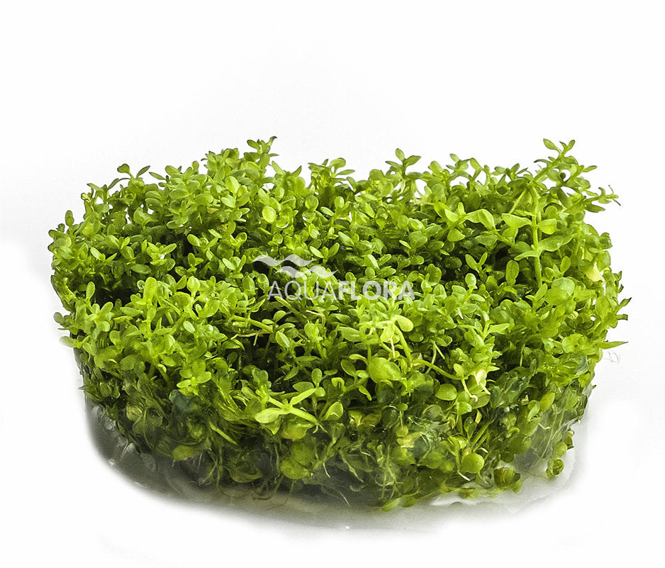 Hemianthus callitrichoides 'Cuba'