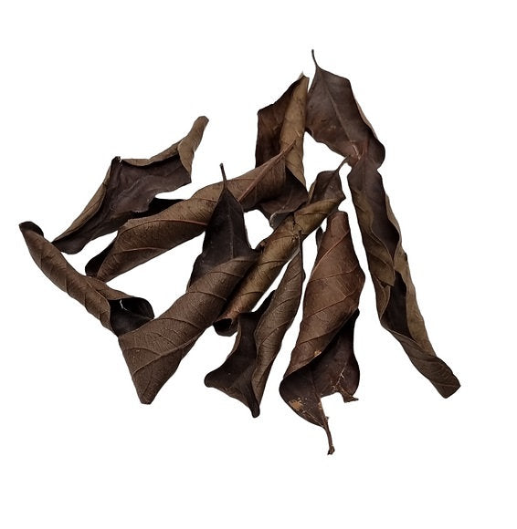 Black Guaveblätter 10 Stück