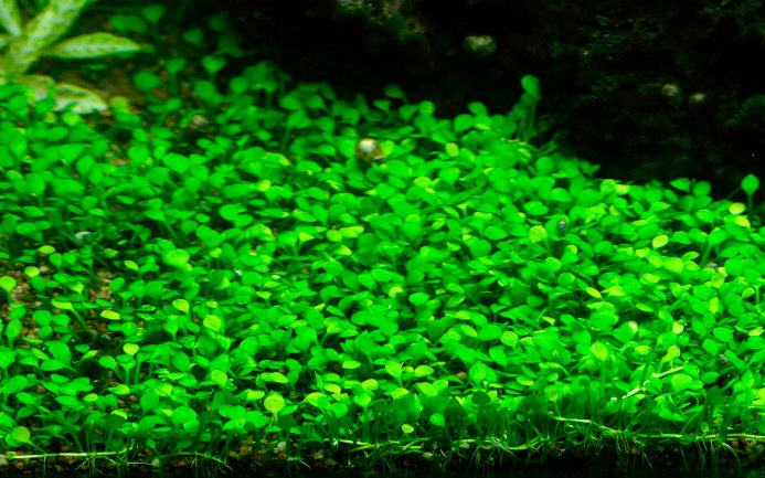 Marsilea minuta 1-2-Grow!