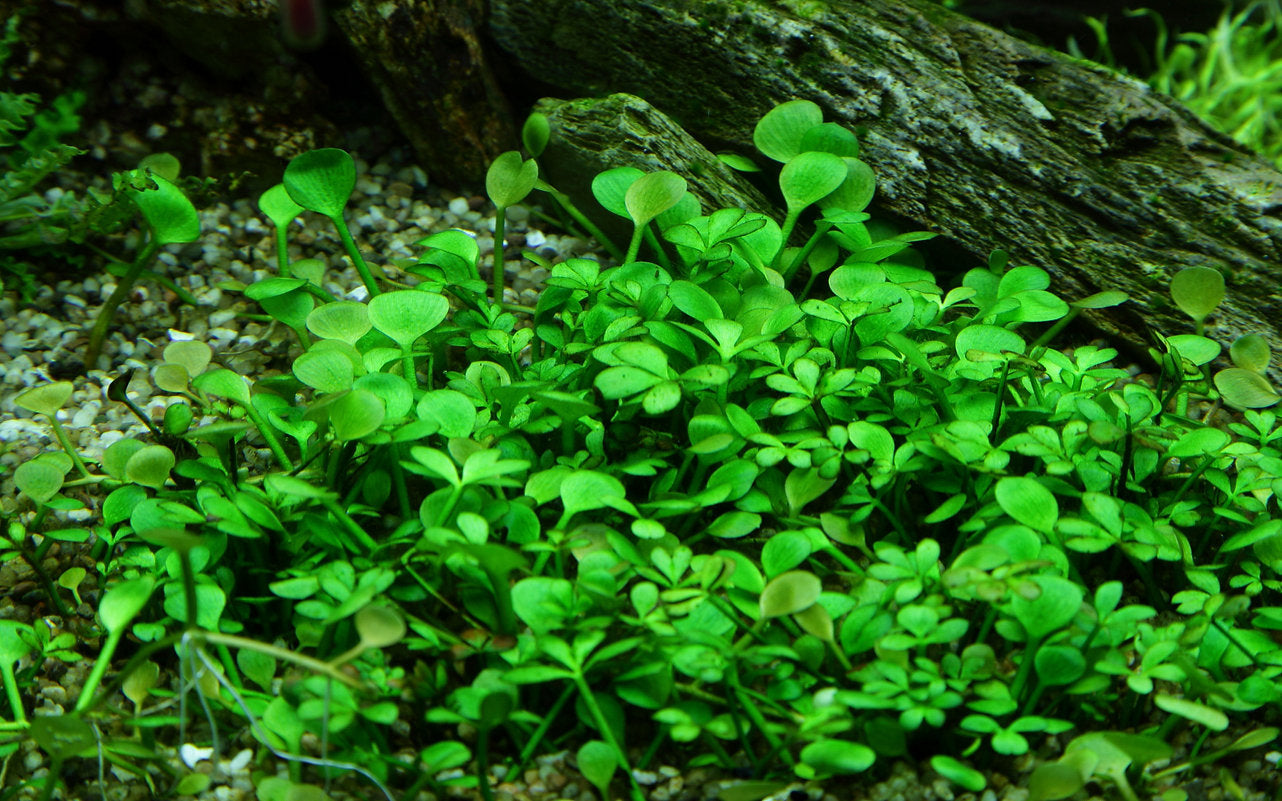 Marsilea hirsuta 1-2-Grow!