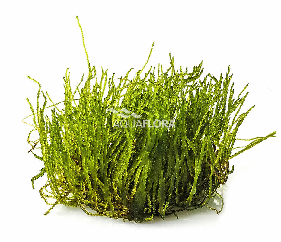 Taxiphyllum sp. 'Flame'