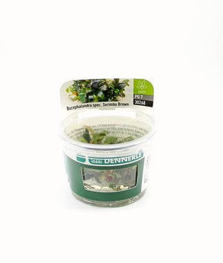 Bucephalandra spec. 'Serimbu Brown' invitro