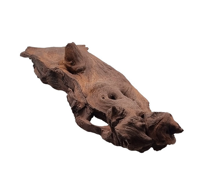 Mopani Wurzel Nr.41