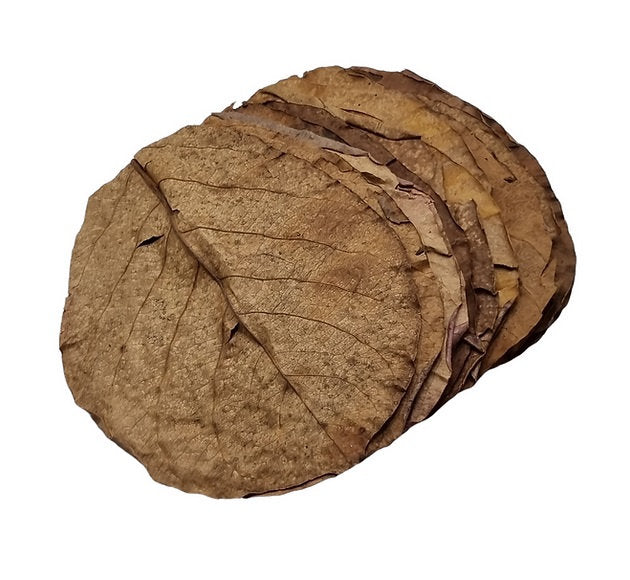 30 Stück Catappa Blätter 10-15 cm - Seemandelbaumblätter