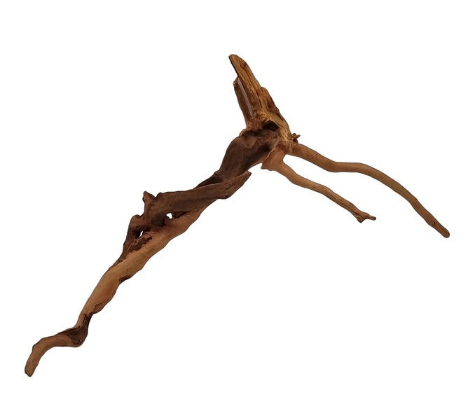 Rote Moorwurzel / Fingerwurzel Größe S Nr.49