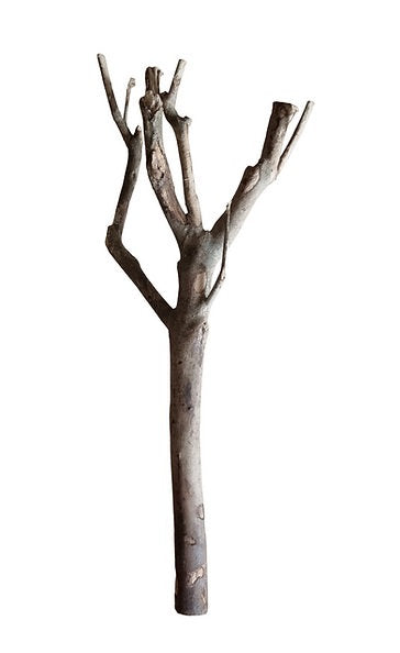 Talawa Wood Nr. 239