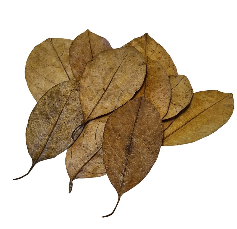 Zehn getrocknete Jackfruchtblätter für Garnelenaquarien.