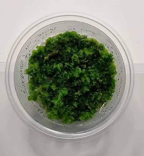 Monosolenium tenerum