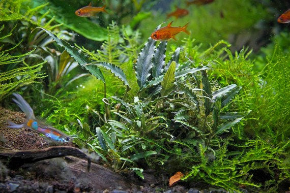 Schismatoglottis roseaspatha invitro