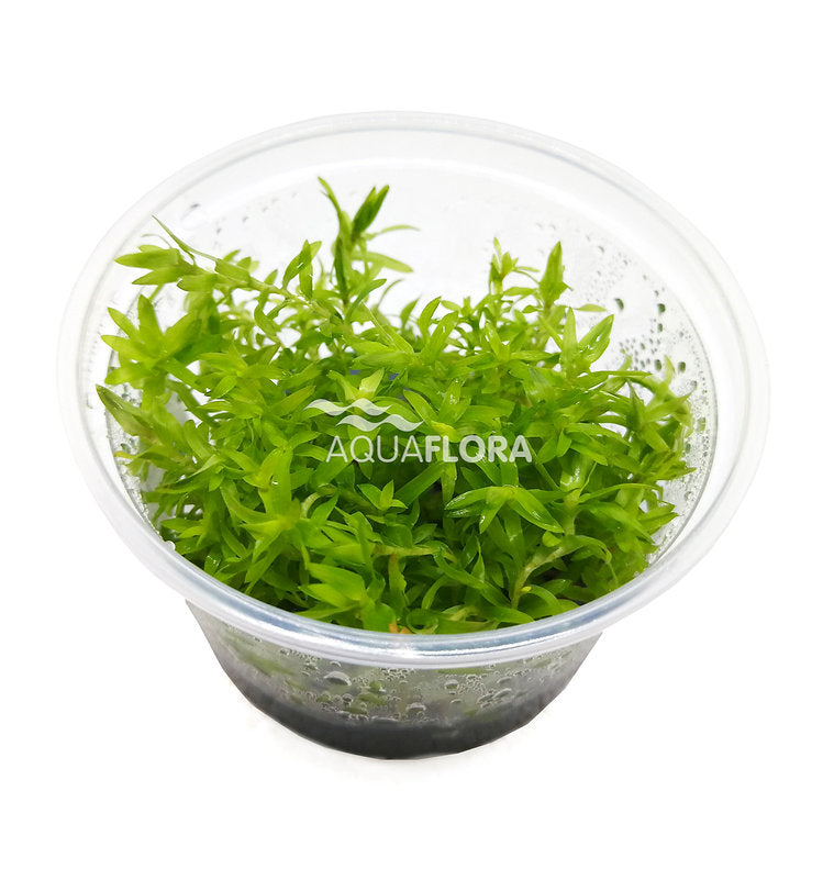 Tonina fluviatilis