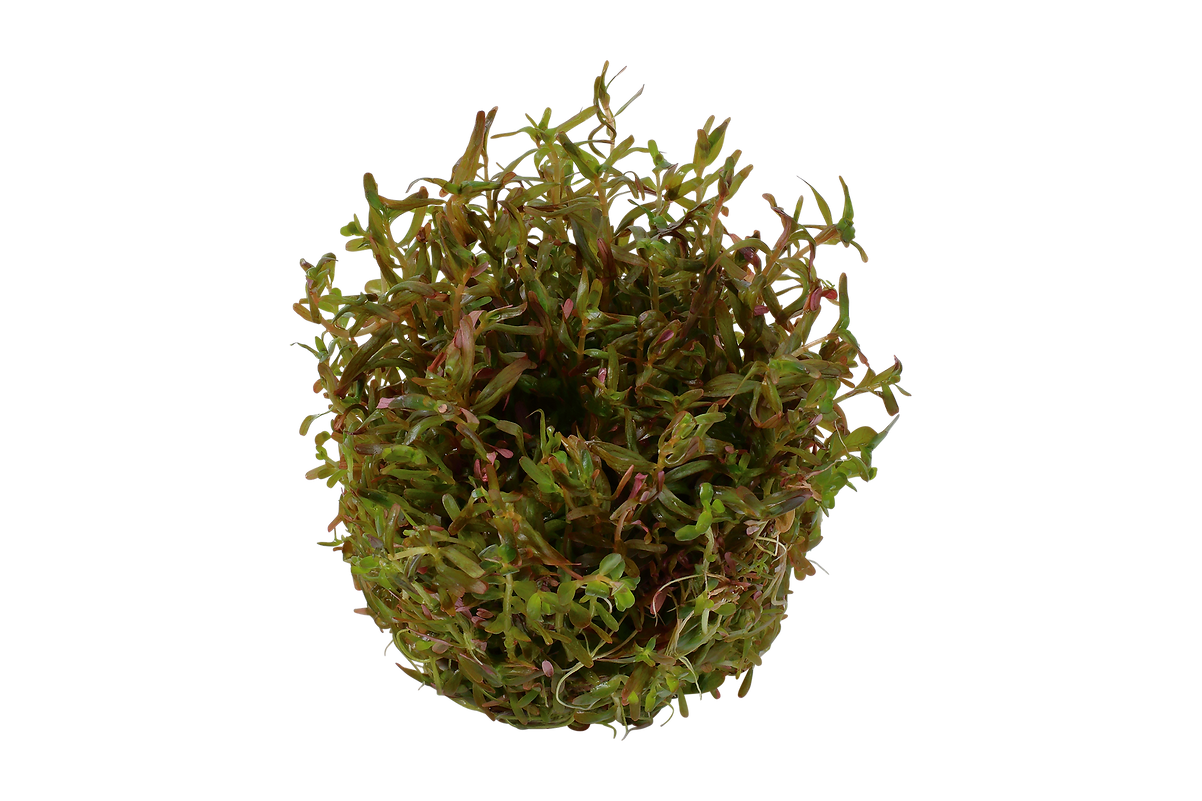 Rotala sp. ’H’ra’