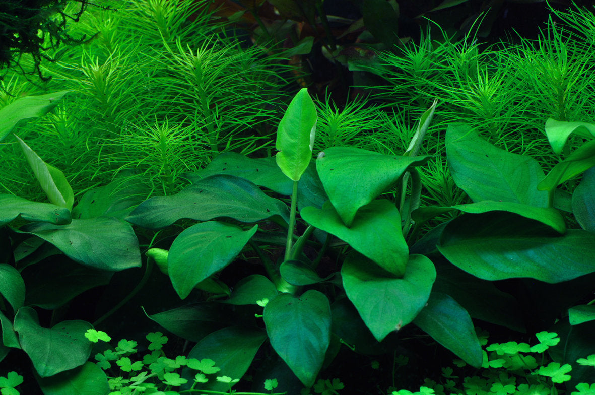 Anubias barteri nana