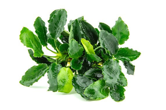 Anubias barteri var.nana ´Kirin´