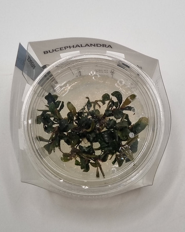 Bucephalandra 'Batang Kawa'