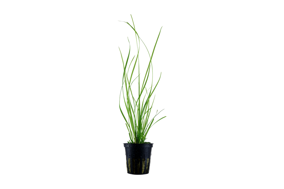 Cyperus helferi