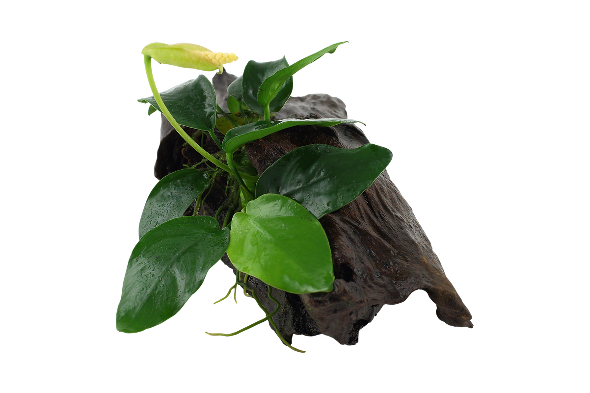 Anubias barteri nana auf Wurzel