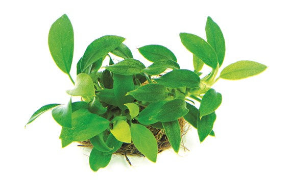 Anubias nana 'Bonsai'