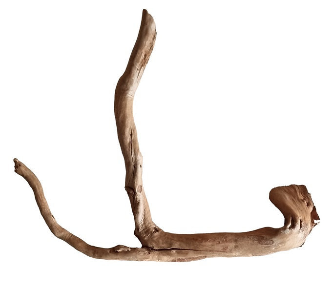 Rote Moorwurzel / Fingerwurzel Nr.275