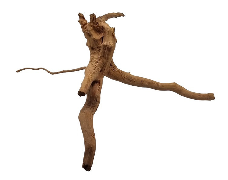 Rote Moorwurzel / Fingerwurzel Größe S Nr.105