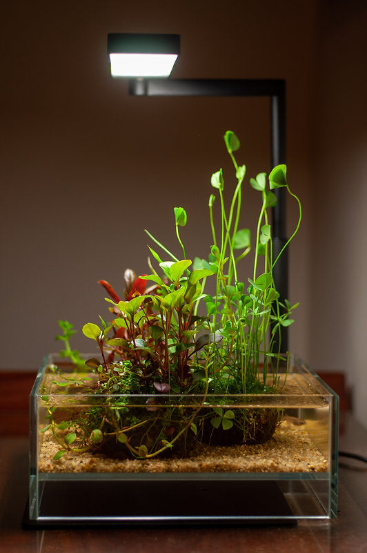 Chihiros C2 Serie LED 15W 20-35cm - DE Version