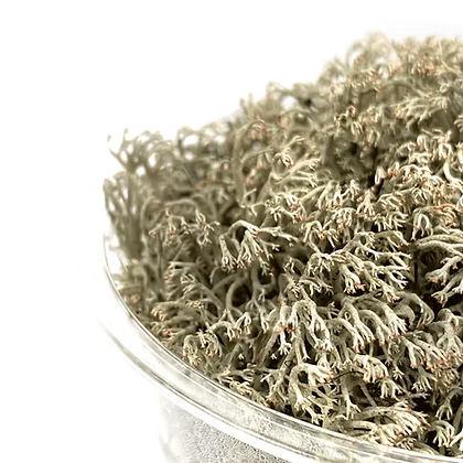 Cladonia rangiferina / Reinder Moss/ Moos Cup 10,5cm