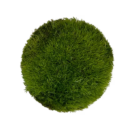 Leucobryum glaucum / Polsterkissen Moos Cup 10,5cm