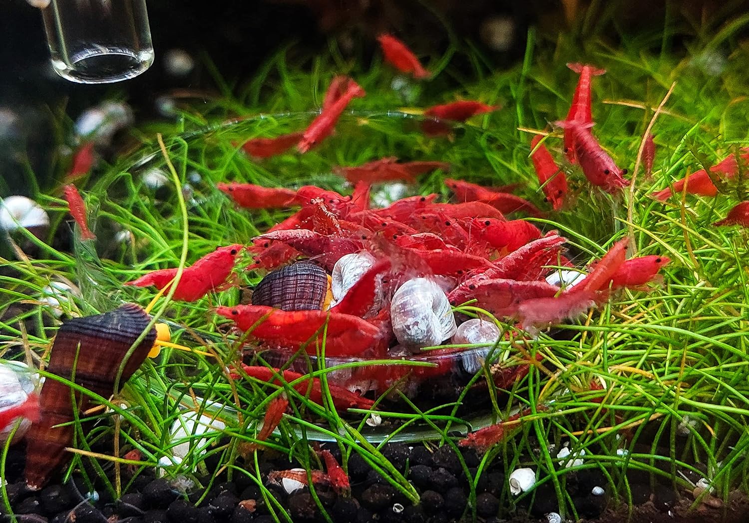 GARNELEN4YOU® Neo Algen Sticks