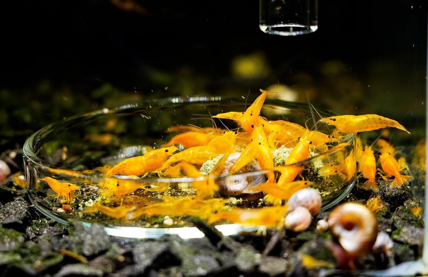 GARNELEN4YOU® Carny Sticks 30g