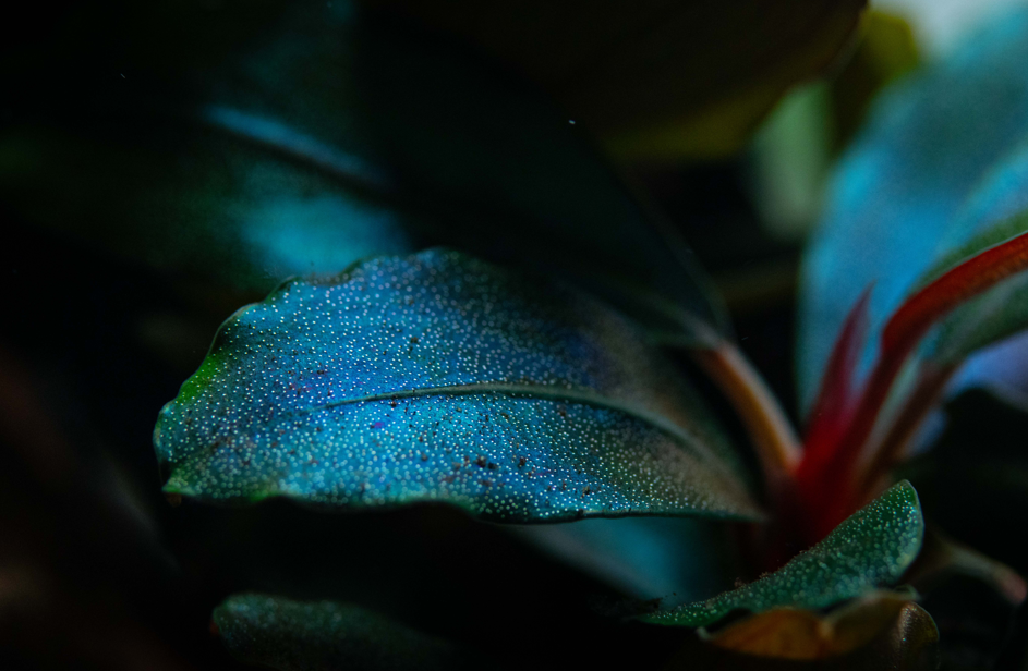Bucephalandra sordidula 'Blue'