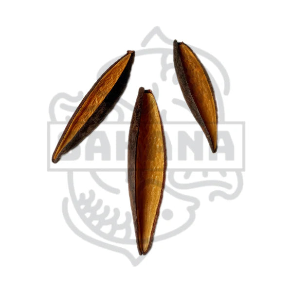 Auf dem Bild siehst du Canoinhas-Pods, eine beliebte natürliche Dekoration für Aquarien. Diese kleinen, holzigen Früchte stammen aus Südamerika und werden aufgrund ihrer vielen Vorteile in der Aquaristik geschätzt.