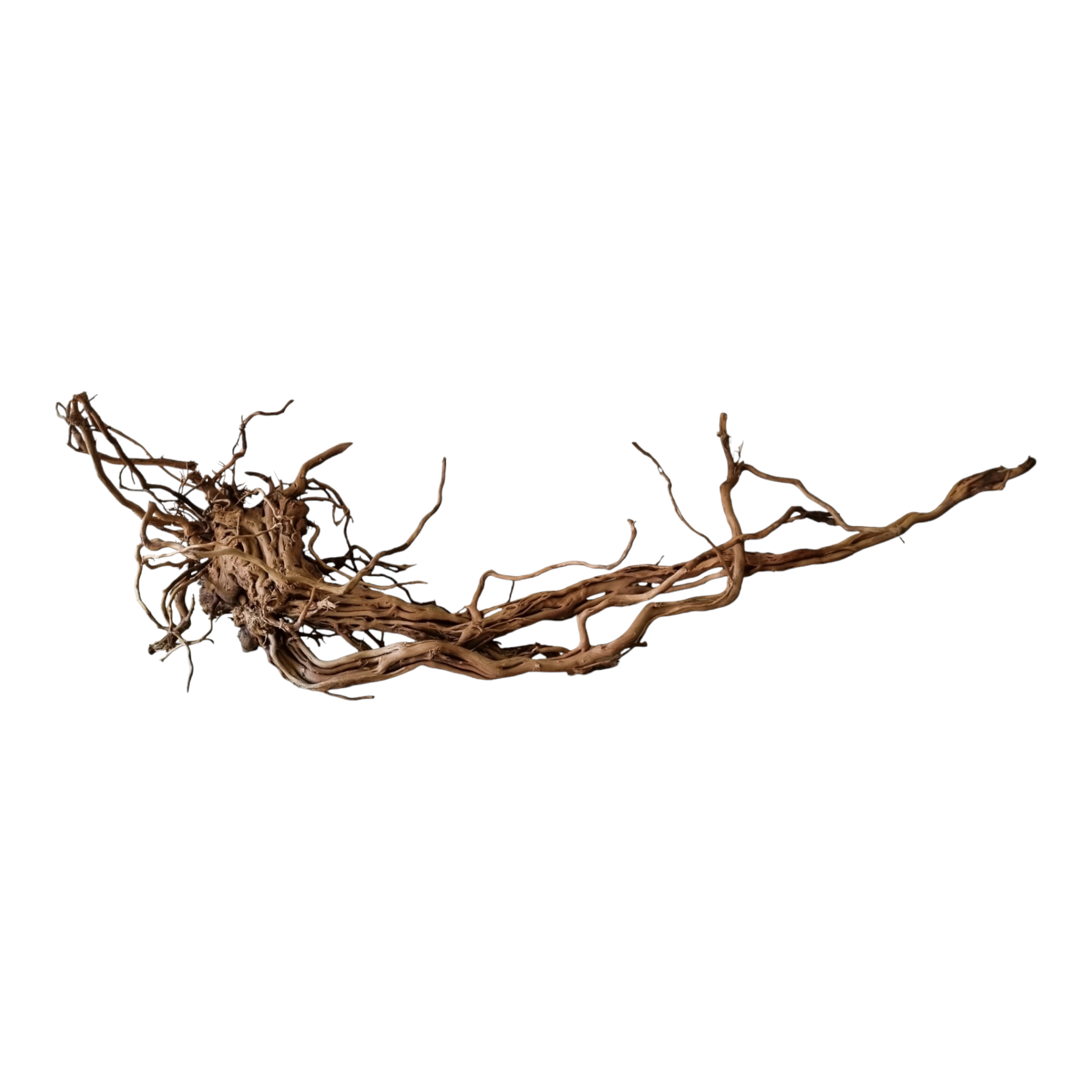 Dragon Wood / Curl Wood Wurzel367
