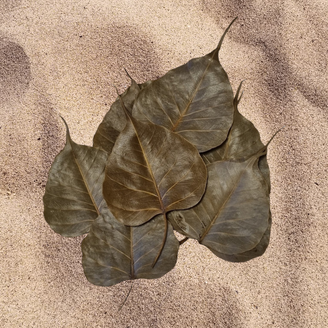 Peepal Blätter 10 Stück