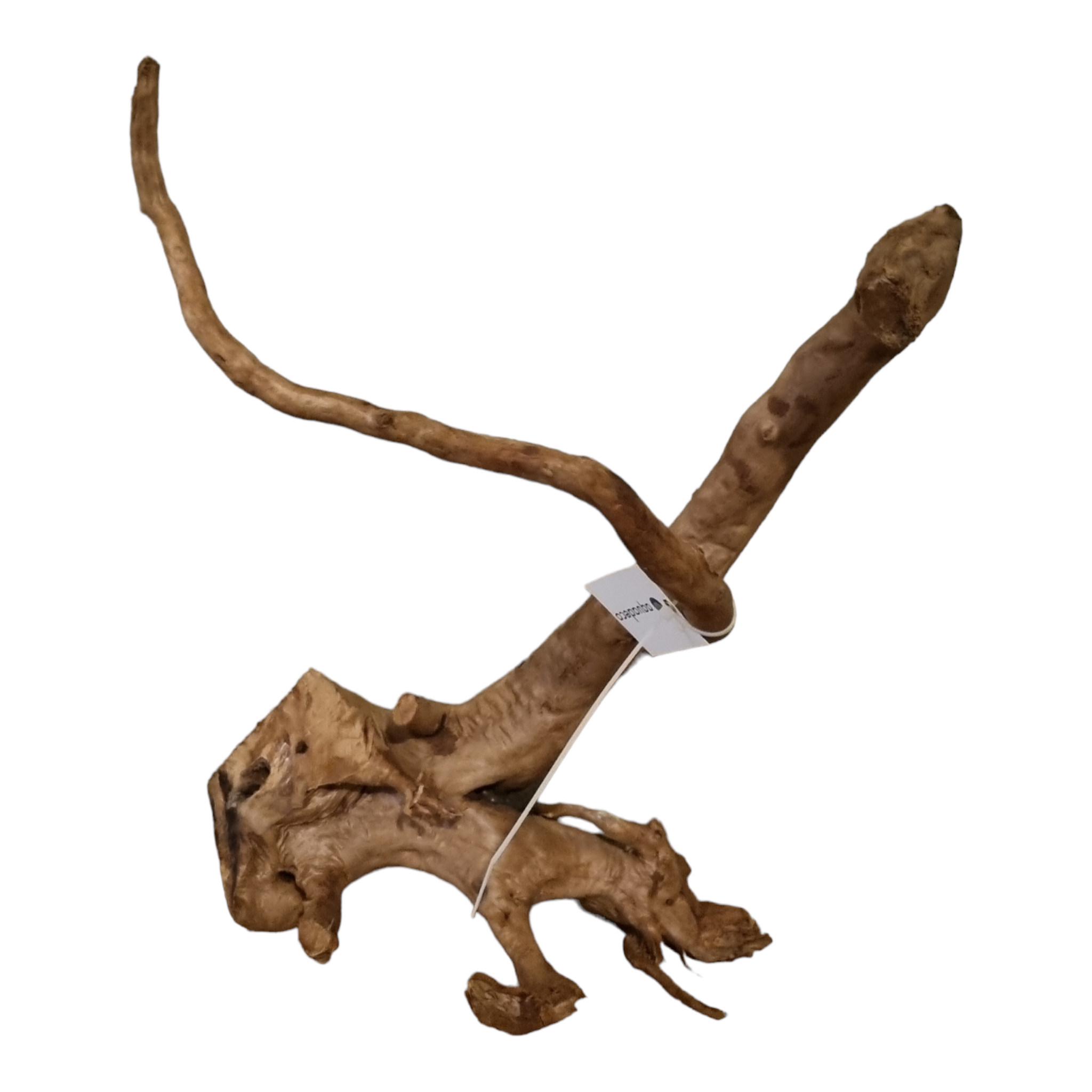 Rote Moorwurzel / Fingerwurzel Größe XL Nr.282