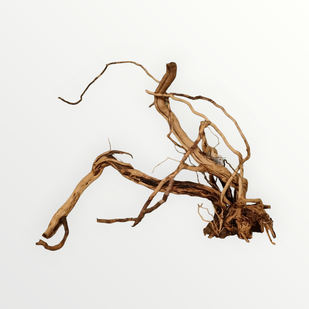 Dragon Wood / Curl Wood Wurzel329